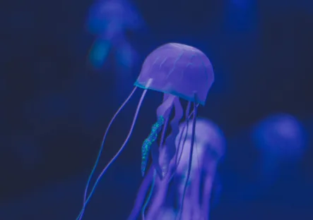 Factuur financiering